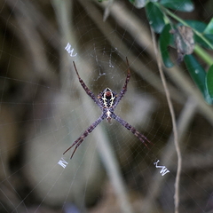 Argiope aetheroides