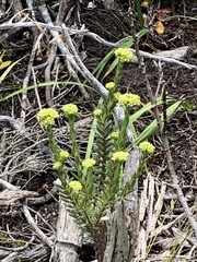 Crassula subulata fastigiata