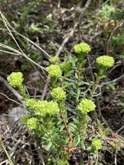 Crassula subulata fastigiata