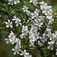 Leptospermum trinervium