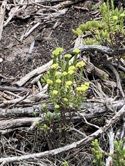 Crassula subulata fastigiata