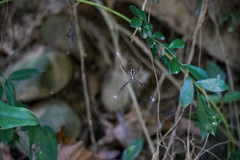 Argiope aetheroides
