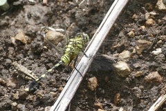 Orthetrum serapia