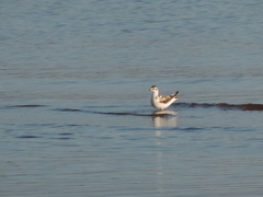 Hydrocoloeus minutus