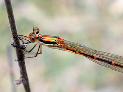 Austrolestes analis