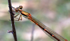 Austrolestes analis