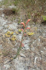 Watsonia stenosiphon