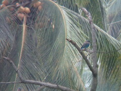 Coracias benghalensis