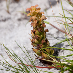 Disa pygmaea