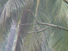 Coracias benghalensis