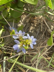 Scaevola calendulacea