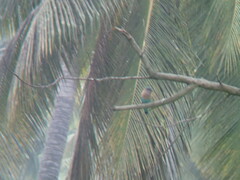 Coracias benghalensis