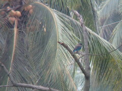 Coracias benghalensis