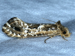 Moerarchis inconcisella