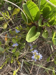 Scaevola calendulacea