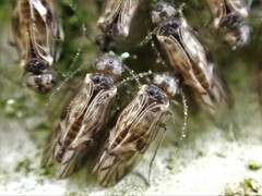 Peripsocus