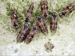Peripsocus