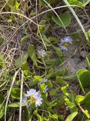 Scaevola calendulacea