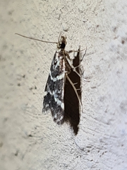Scoparia spelaea