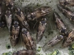 Peripsocus