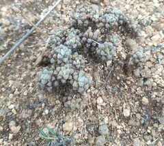 Anacampseros subnuda