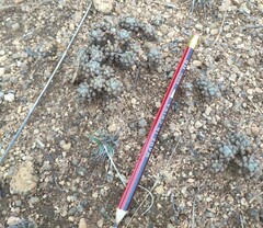 Anacampseros subnuda