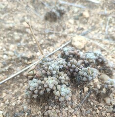 Anacampseros subnuda