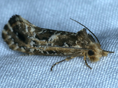 Moerarchis inconcisella