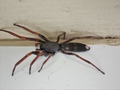 Lampona cylindrata