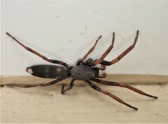 Lampona cylindrata