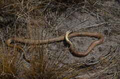 Psammophis brevirostris