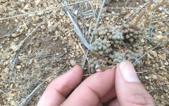 Anacampseros subnuda