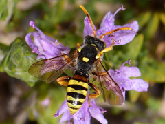 Nomada
