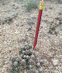 Anacampseros subnuda