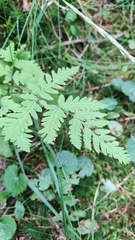 Gymnocarpium dryopteris