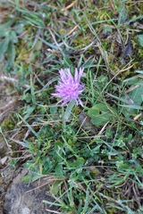Centaurea jacea