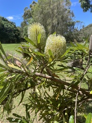 Banksia