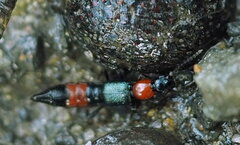 Paederus cruenticollis