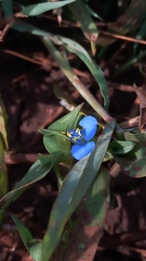Commelina diffusa