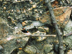 Paederus cruenticollis