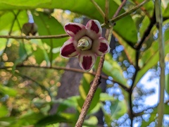Cynanchum annularium