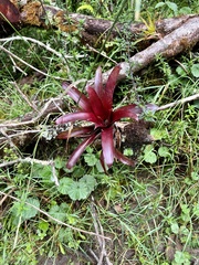Tillandsia complanata