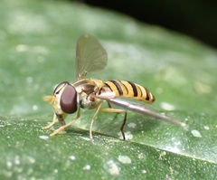 Episyrphus