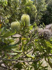 Banksia
