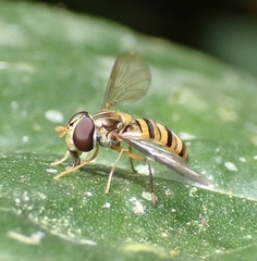 Episyrphus