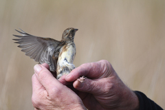 Emberiza