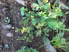 Potentilla fragarioides