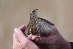 Emberiza