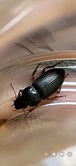 Harpalus