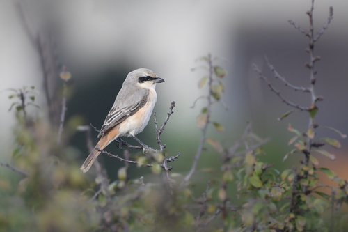 Isabelline Shrike (Lanius isabellinus), photo 8